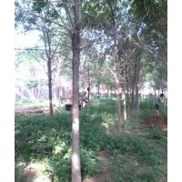 專供大喬木白蠟，國(guó)槐，法桐，合歡，柳樹