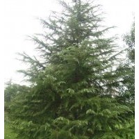 唐山雪松8米雪松10米雪松供應大雪松