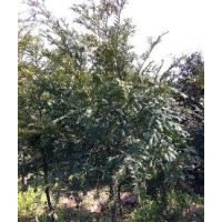 紅豆杉苗木盆景有售