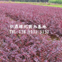 供應(yīng)紅花繼木，紅花繼木價(jià)格，紅花繼木品種齊全