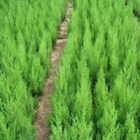 綠化花木報(bào)價(jià)棕櫚,雪松,箬竹,苦楝,竹子,側(cè)柏,楓楊