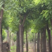 國槐.法桐.白臘