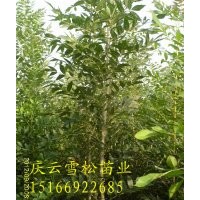 冬紅歐洲白蠟異軍突起前景好