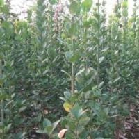 北海道黃楊價(jià)格哪里便宜