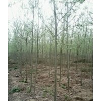 供應(yīng)各種綠化苗木國槐,刺槐,松樹