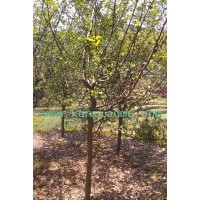 供應(yīng)垂絲海棠、垂絲海棠苗木價格優(yōu)惠-最便宜的垂絲海棠基地