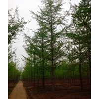 常年低價供應18公分銀杏樹
