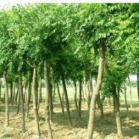 譽揚苗木基地供欒樹，小苗，種子 欒樹,欒樹小苗,欒樹種子
