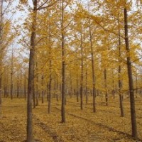 2013銀杏樹(shù)最新價(jià)格