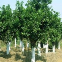 湖南香樟樹價格苗木價格25公分香泡樹價格