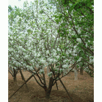 陜西西安長期供應(yīng)茶條槭，蒙古櫟，五角楓，青楓，國槐