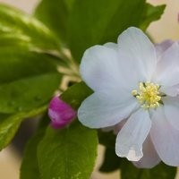 供應(yīng)山西省八棱海棠苗