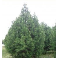 綠化苗木 果樹苗木 國槐 白皮松 側(cè)柏 【山貨；圃貨】