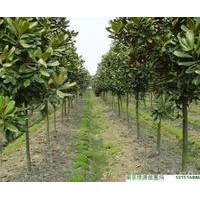 特供新品種玉蘭系列品種