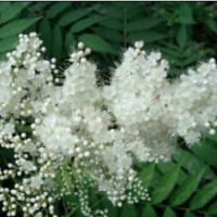 供應(yīng)珍珠梅，潢川珍珠梅，2013珍珠梅報(bào)價(jià)