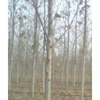 供應(yīng)3公分至20公分速生法桐