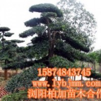 瀏陽羅漢松、羅漢松精品園、羅漢松最新價格提供