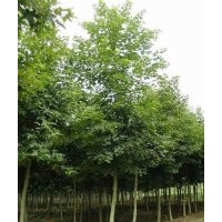 楓香 5cm 30/顆6cm 30/顆7cm 30/顆8cm 30/顆10cm 30/顆15cm800/