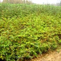 供應(yīng)大紅袍花椒苗 紅葉小檗 金葉女貞 白蠟 柳樹 西府海棠