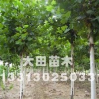供應(yīng)法桐—河北大田綠化苗木場(chǎng)