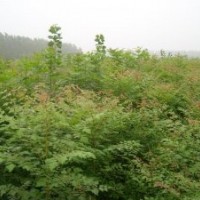 基地直銷欒樹(shù).紫葉李.紫薇.櫻花.銀杏.合歡.垂柳.