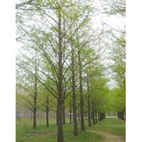 低價(jià)出售2-60公分銀杏樹(shù)