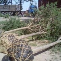 國(guó)槐 棗樹(shù)專供