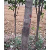 供應小葉榕7-30公分 樸樹,洋紫荊,秋楓