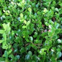 常年供應(yīng)小葉黃楊價(jià)格優(yōu)惠