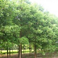 移栽三年的50-80公分的香泡樹(shù)出爐了，火熱供應(yīng)中