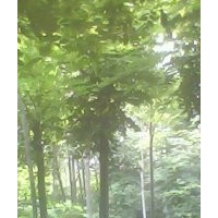 低價出售梓樹苗，欒樹苗，楊樹苗