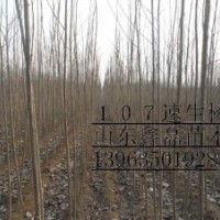 【供】毛白楊千頭椿國槐１０７楊法桐垂柳速生柳白蠟欒樹等