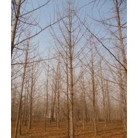 供應(yīng)5-25公分銀杏樹