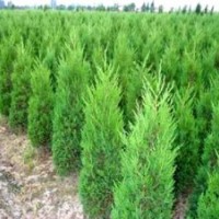 山東側(cè)柏苗，1.5米側(cè)柏的價格是多少