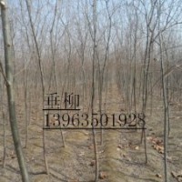 供毛白楊炮捻/一條鞭 千頭椿１０７苗國槐法桐白蠟速生柳等