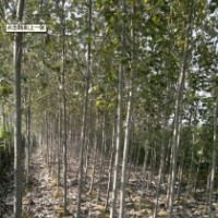 毛白楊、速生楊、國槐、白蠟、法桐等各種綠化苗木