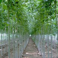 大量供應(yīng)速生柳、國槐、垂柳、合歡、欒樹等各種規(guī)格綠化苗木