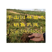 供應(yīng)山東油松白袋苗，油松裸根苗