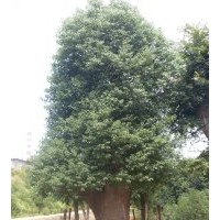 湖南香樟大量低價(jià)供應(yīng)