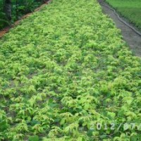 供應(yīng)丹東快柏，興安柏，沙地柏，紫葉稠李