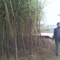 垂柳14公分330元垂柳15公分450元