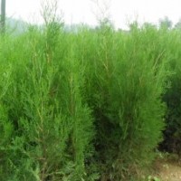 供應側柏、2.5米側柏、山西側柏