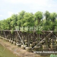 供應(yīng)福建漳州香樟