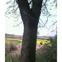 供應(yīng)湖北野生楓樹,楓樹價(jià)格