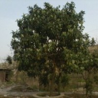 供應(yīng)枇杷樹,枇杷樹價(jià)格