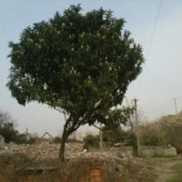 供應(yīng)枇杷樹,大規(guī)格枇杷樹