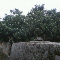 供應(yīng)枇杷樹,優(yōu)質(zhì)枇杷樹