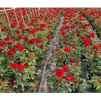 南陽月季基地長(zhǎng)期供應(yīng)各類月季（出口）