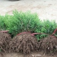 供應(yīng)蜀檜，蜀檜價(jià)格，批發(fā)蜀檜，蜀檜基地