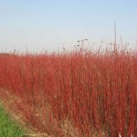 紅瑞木基地報(bào)價(jià)